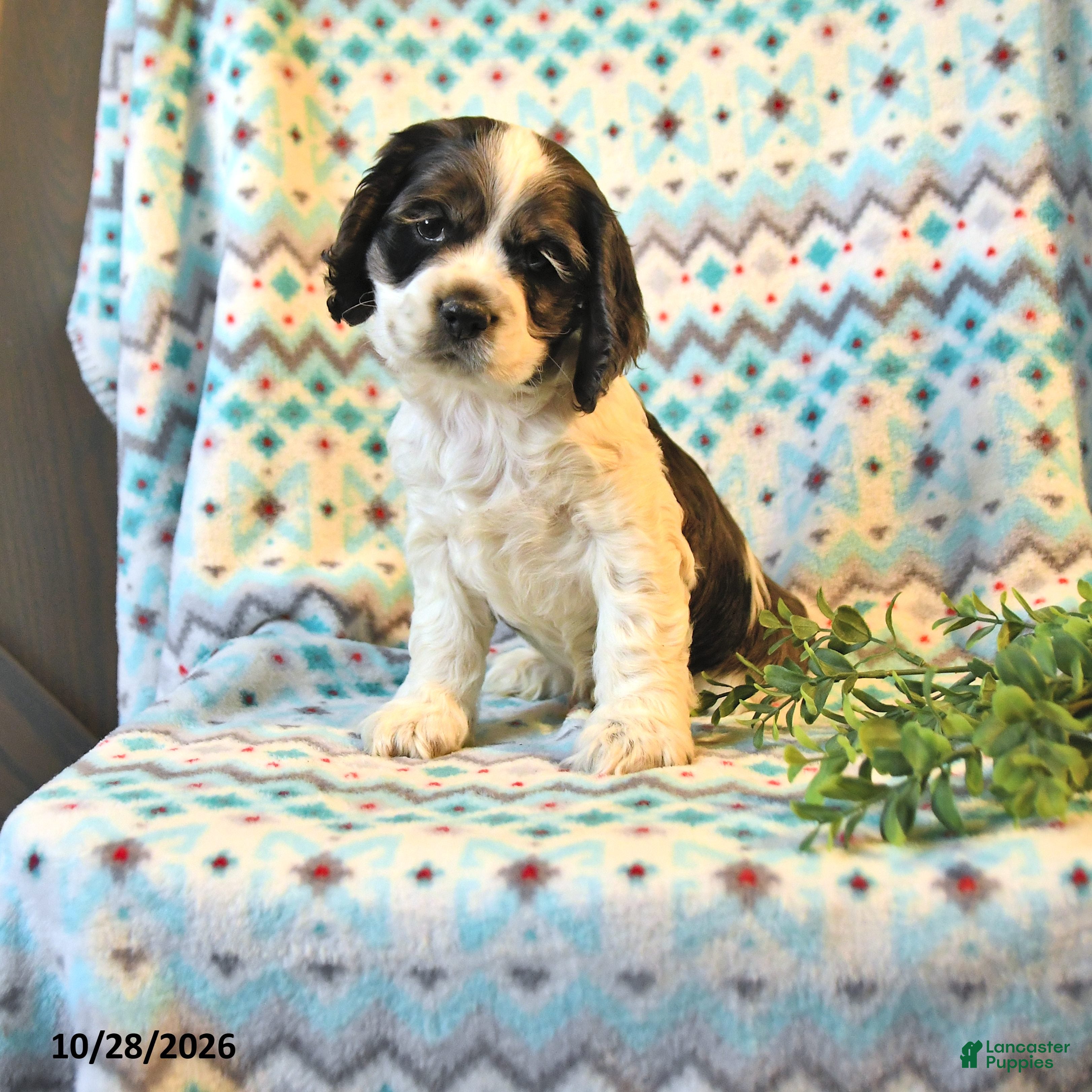 Cocker Spaniel dogs for sale: Toby - Ad 1