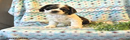 Cocker Spaniel dogs for sale: Toby - Ad 1