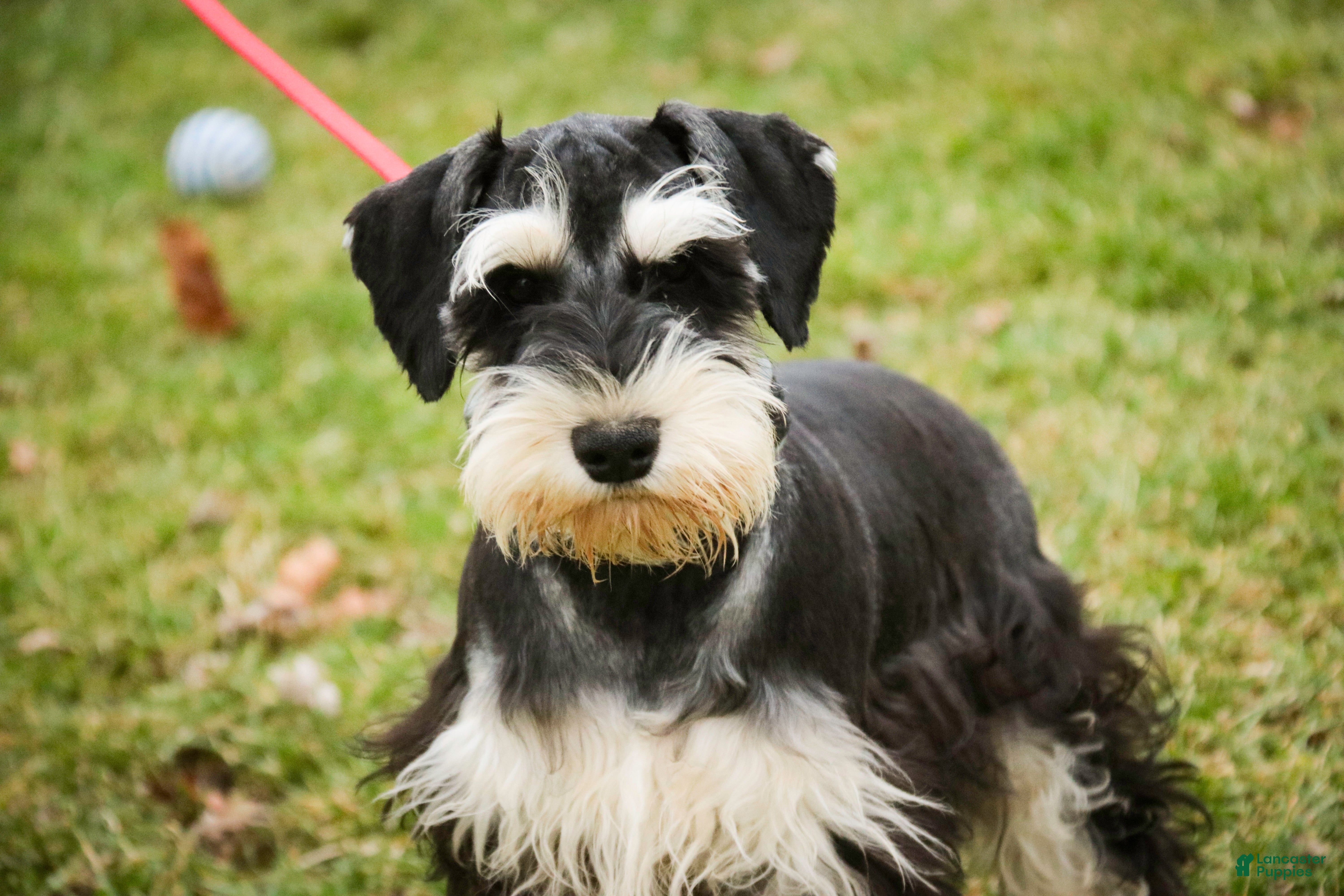 Miniature Schnauzer dogs Frederic - Ad 2