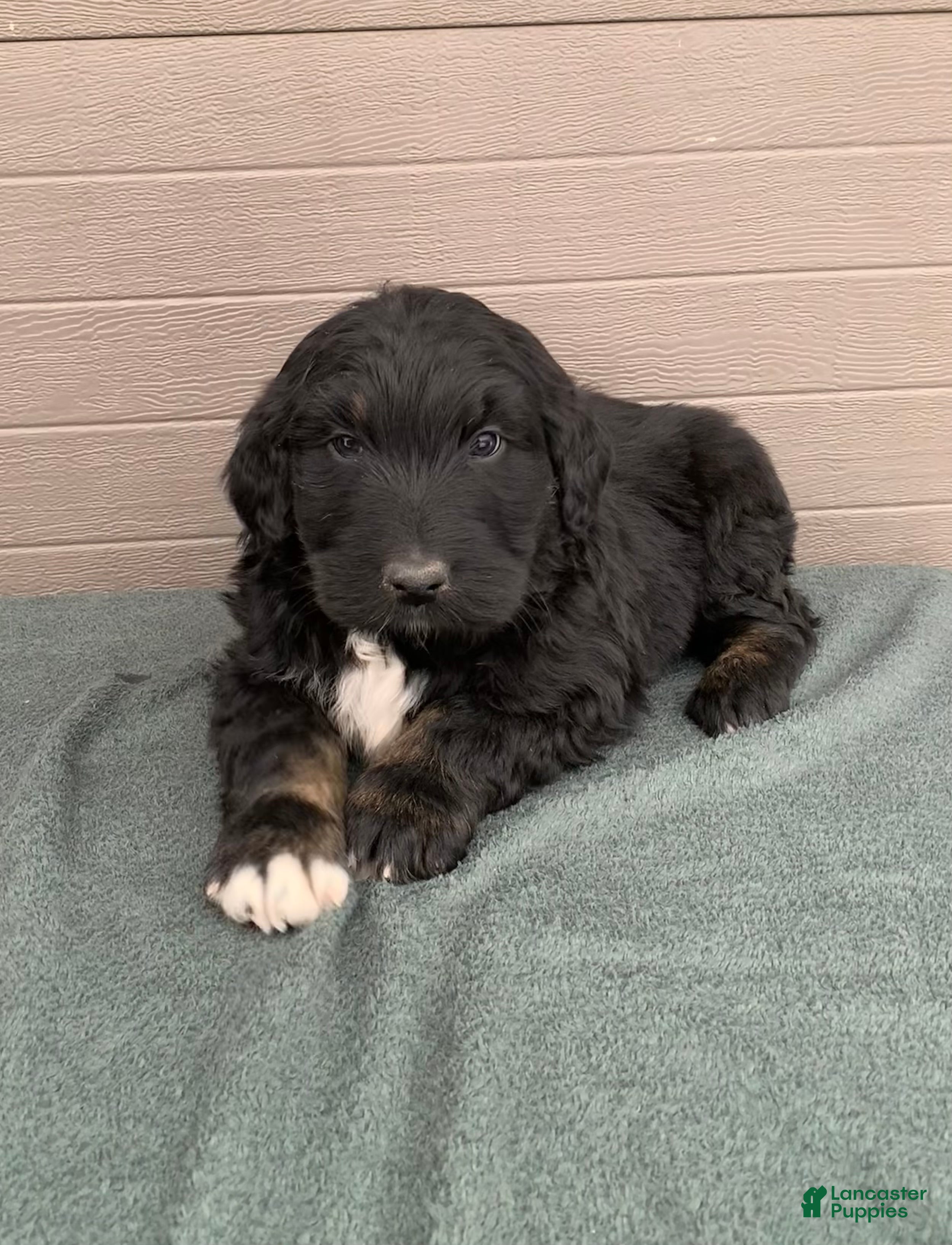 Aussiedoodle dogs Max - Ad 1