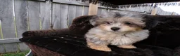 Shihpoo dogs for sale: patrick - Ad 3
