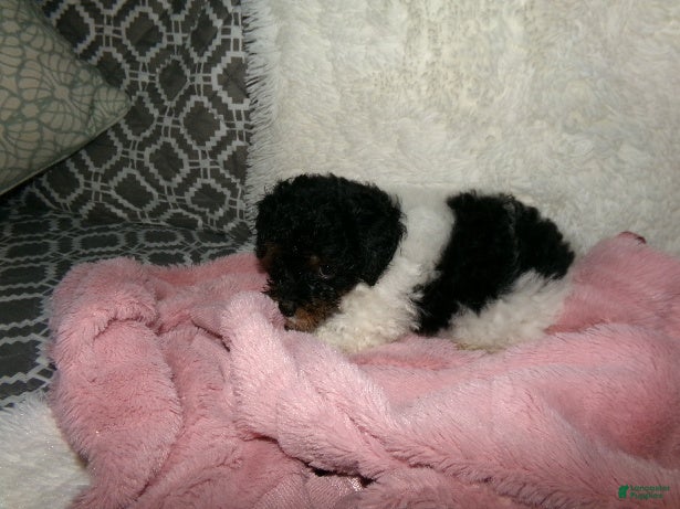 Miniature Poodle dogs  Sage - Ad 1