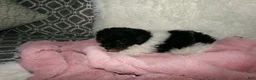 Miniature Poodle dogs for sale:  Sage - Ad 1