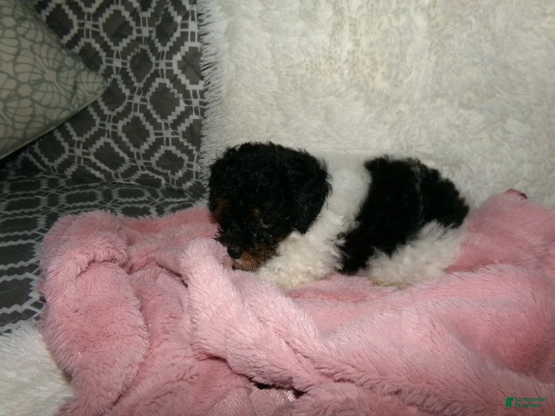 Miniature Poodle dogs for sale:  Sage - Ad 1