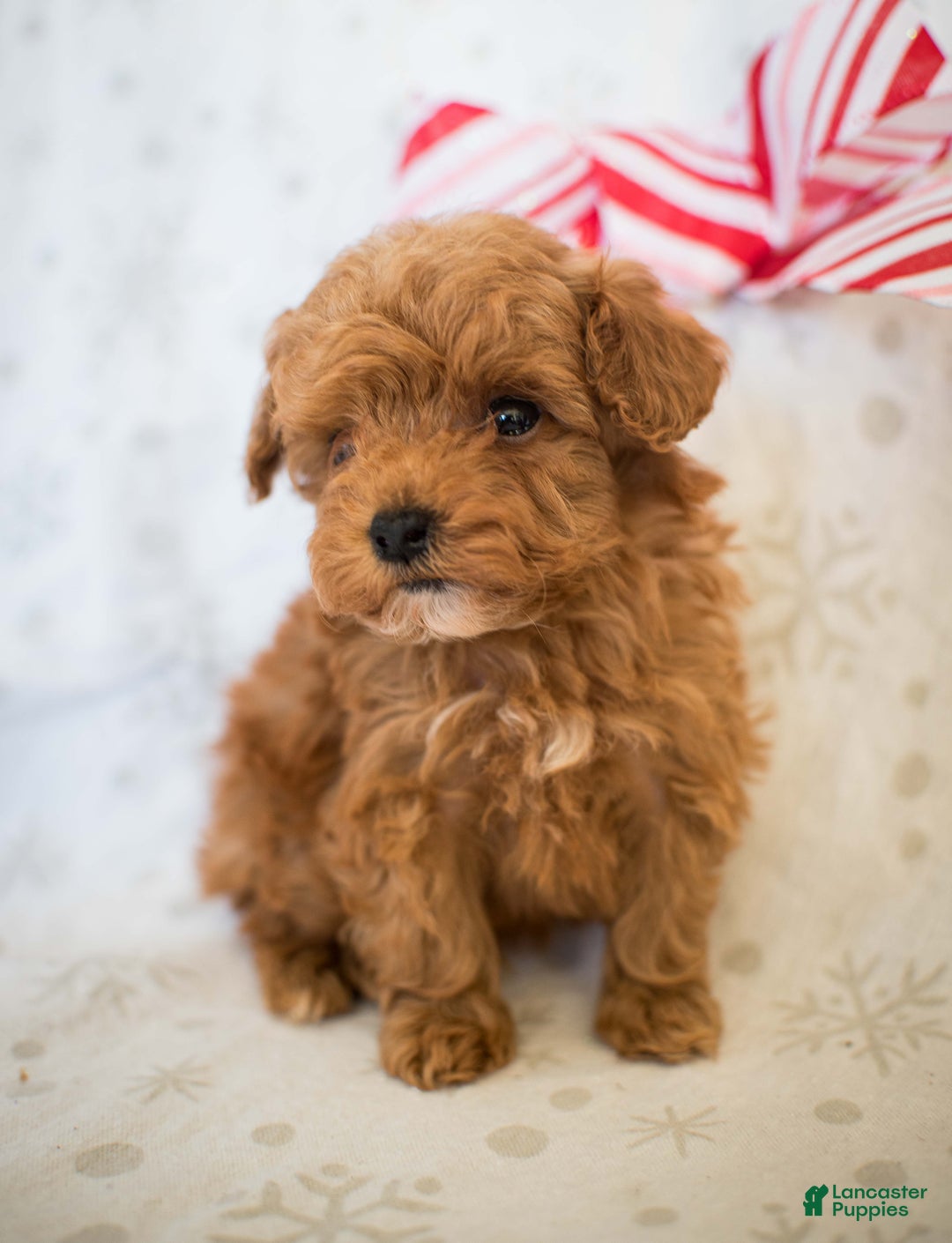 Miniature Poodle dogs for sale: Tiny Tim - Ad 5