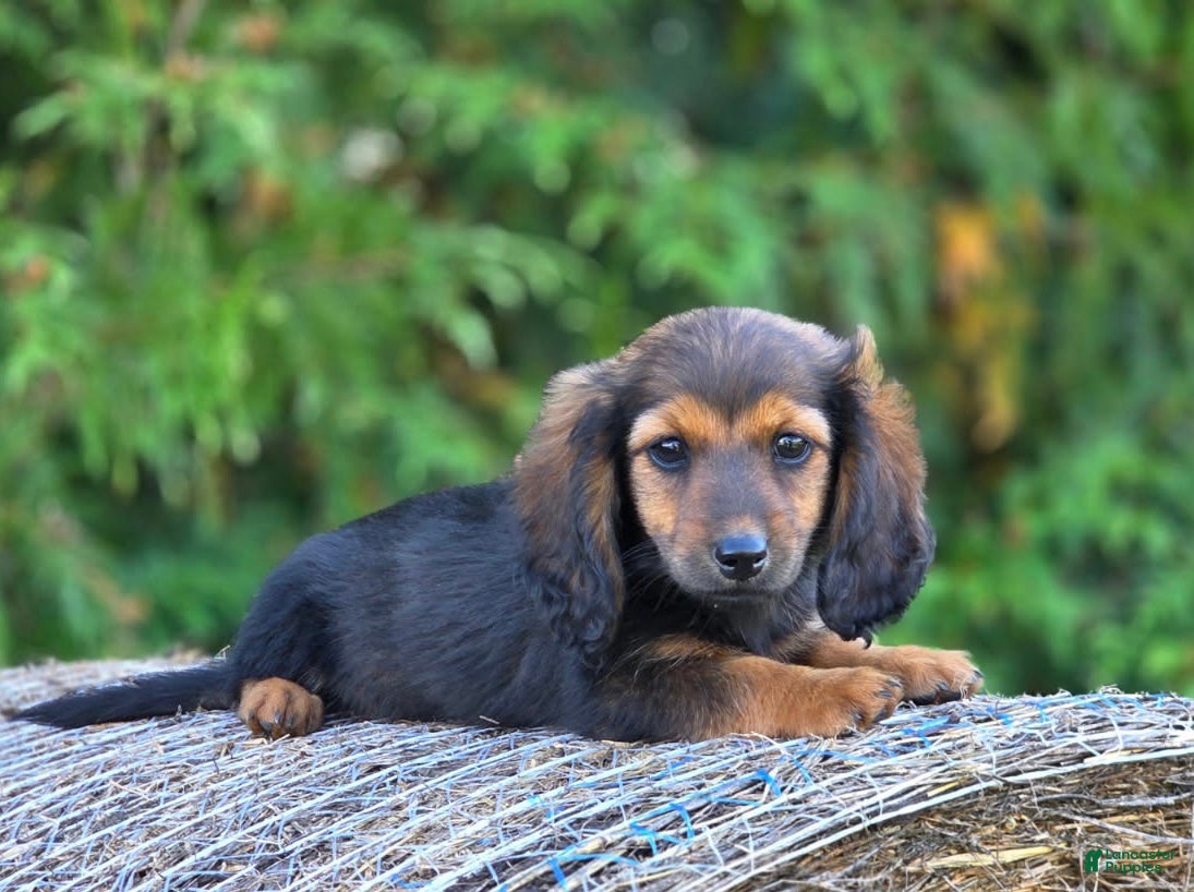 Dachshund dogs Reba - Ad 3