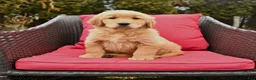 Golden Retriever dogs for sale: Heidi - Ad 1