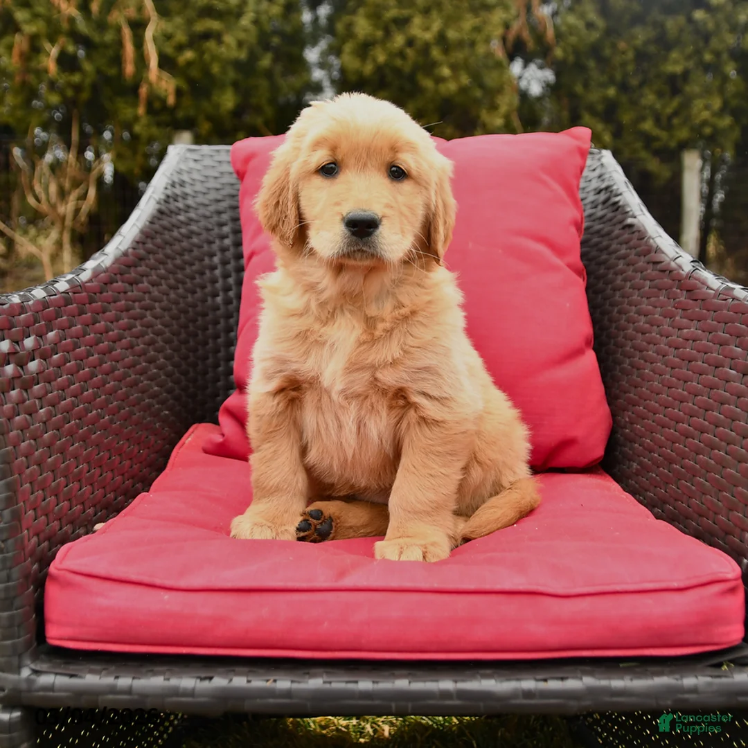 Golden Retriever dogs for sale: Heidi - Ad 1