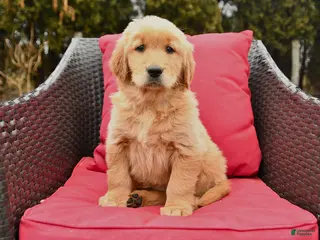 Golden Retriever dogs for sale: Heidi - Ad 2