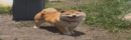 Shiba Inu dogs for sale: Mameshiba Archer🇰🇷 - Ad 6
