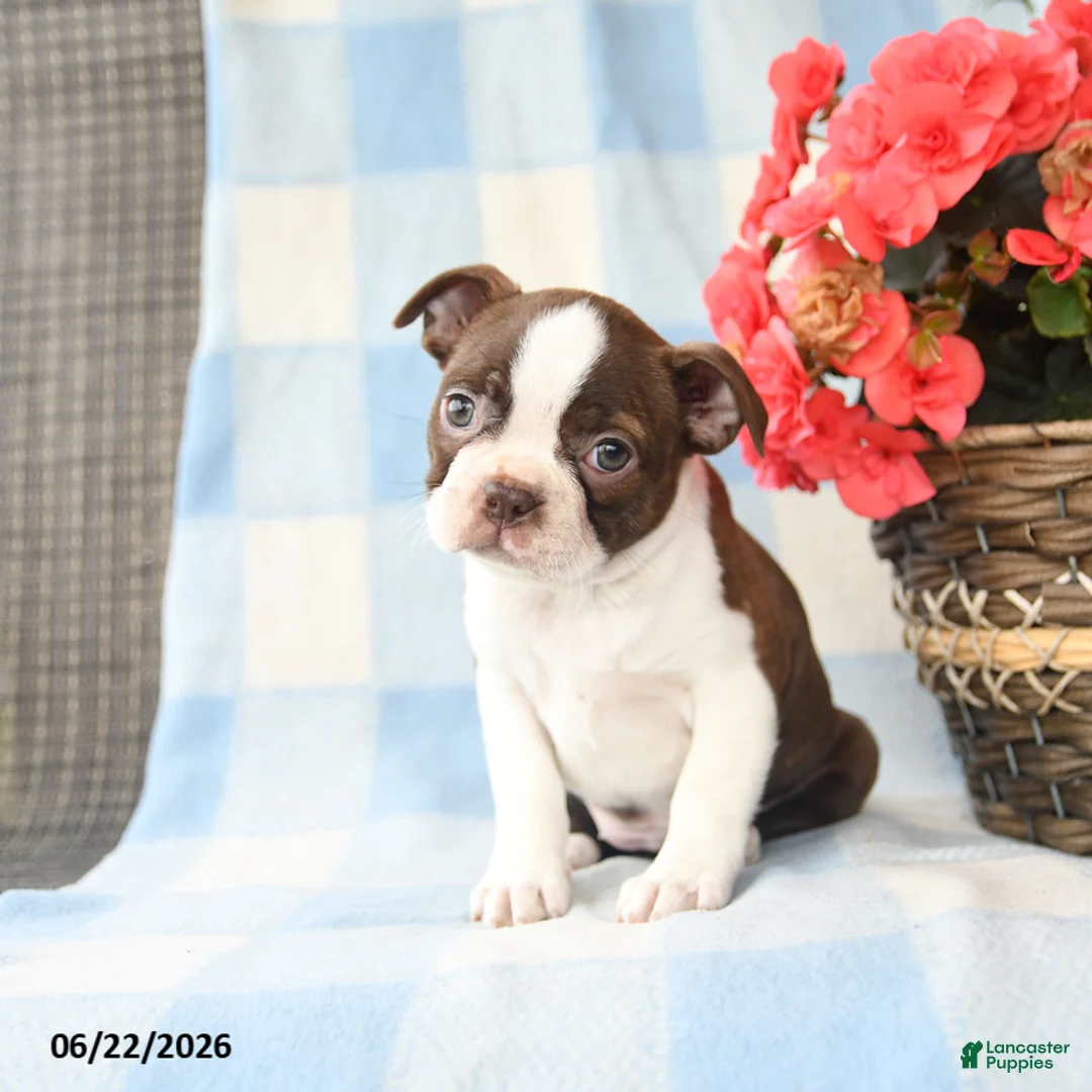 Boston Terrier dogs for sale: Giggi - Ad 2