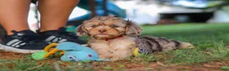 Cavapoo dogs for sale: Chico - Ad 3