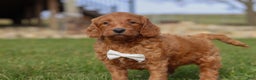 Goldendoodle dogs for sale: Cider - Ad 2