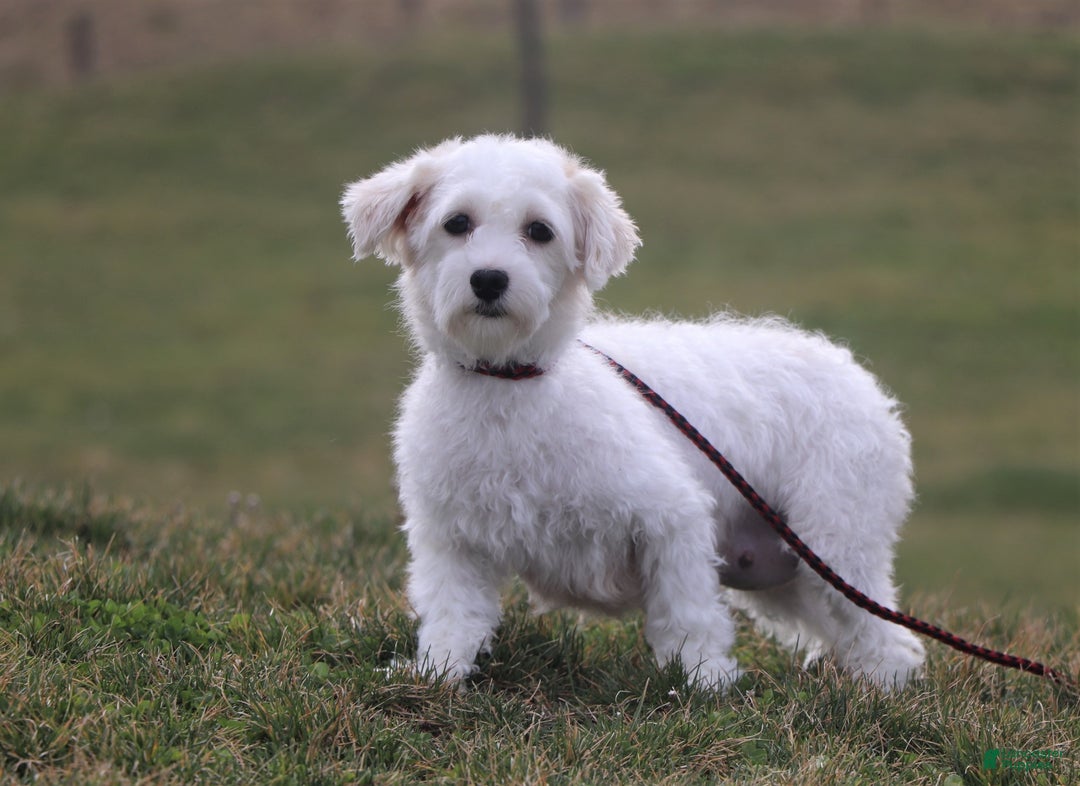 Havapoo dogs for sale: Reese - Ad 11