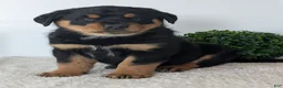 Mixed Breed dogs for sale: Tank - Ad 9
