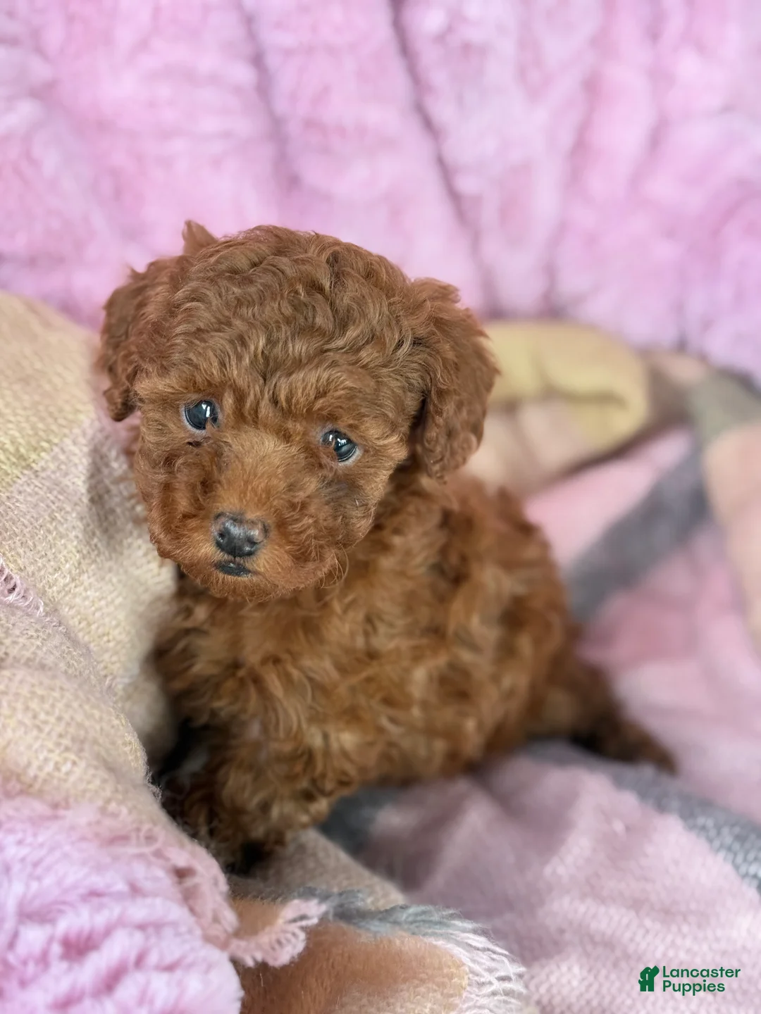 Toy Poodle dogs for sale: Nana - Ad 9