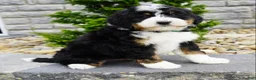 Mini Bernedoodle dogs for sale: Mini Bernedoodle Puppy 4 - Ad 3