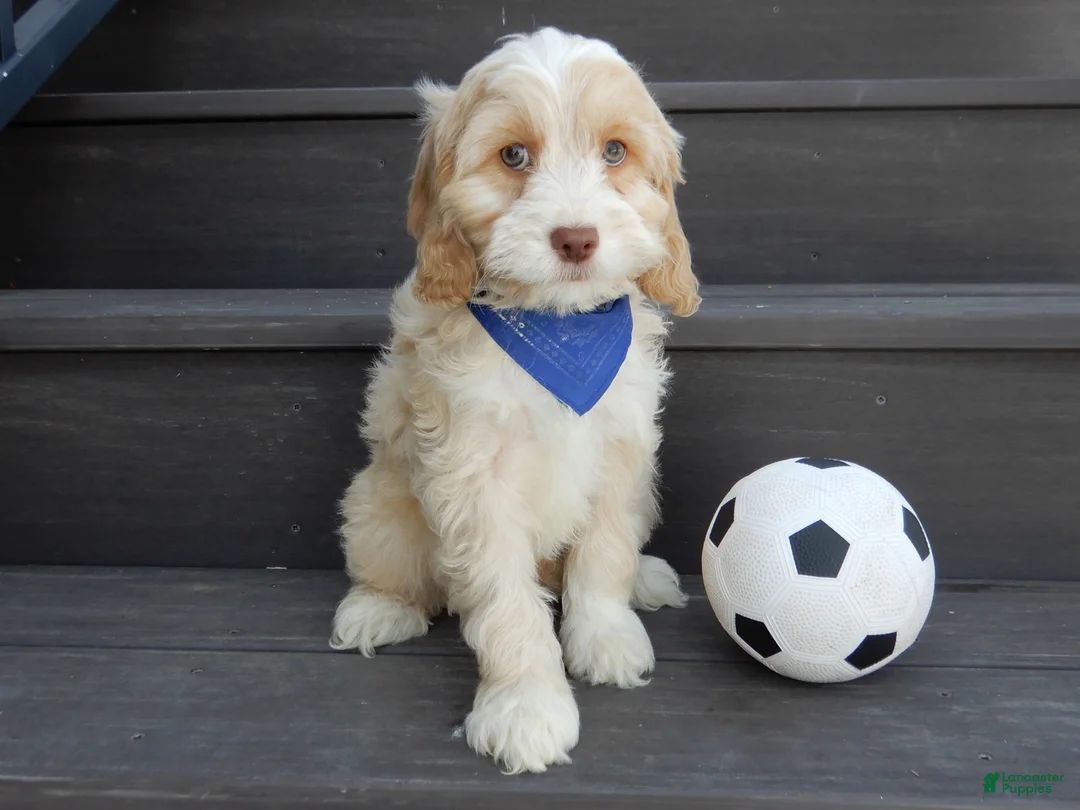 Cockapoo dogs for sale: Joey - Ad 6