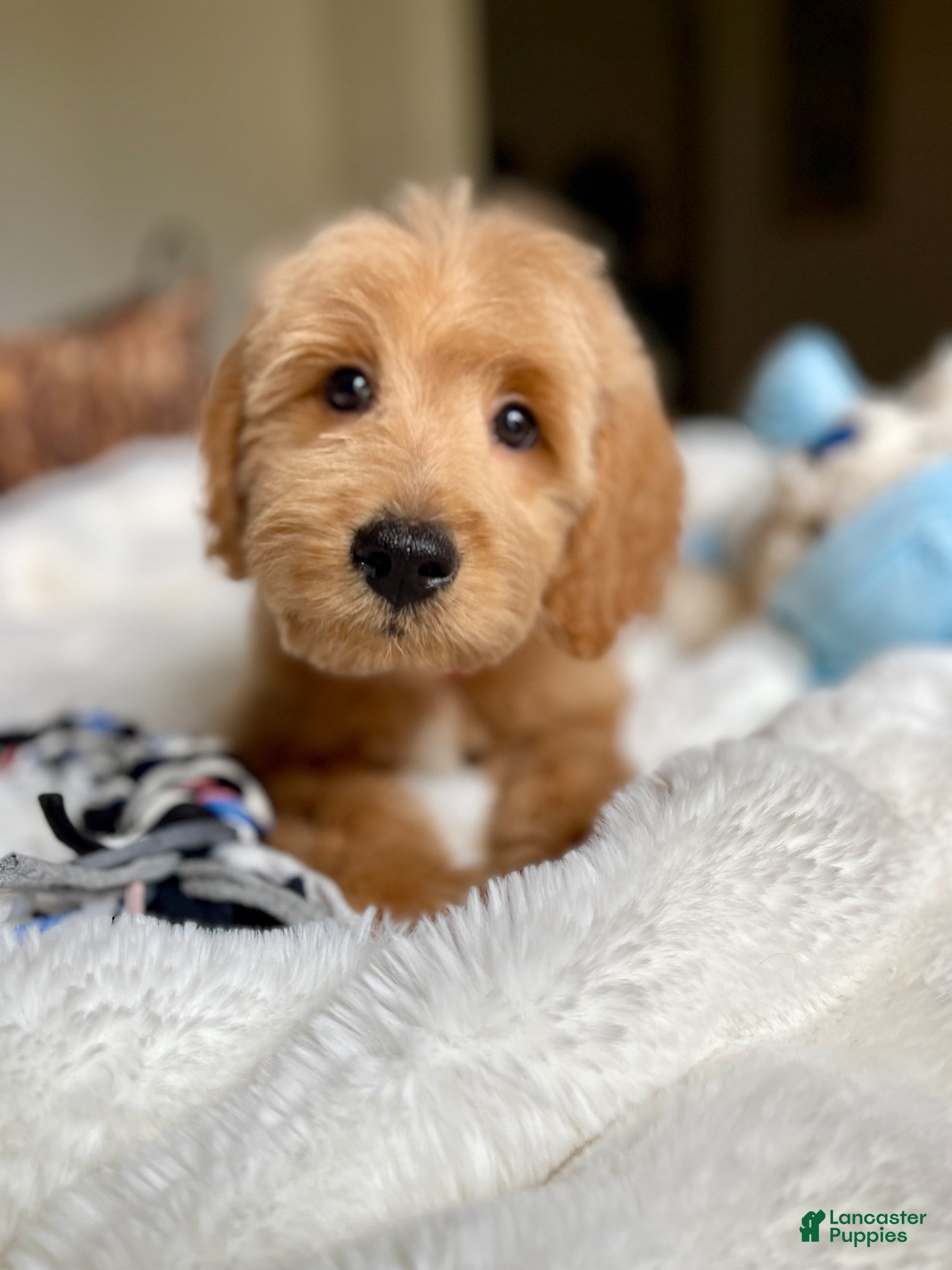 Australian Labradoodle dogs Mickey - Ad 1
