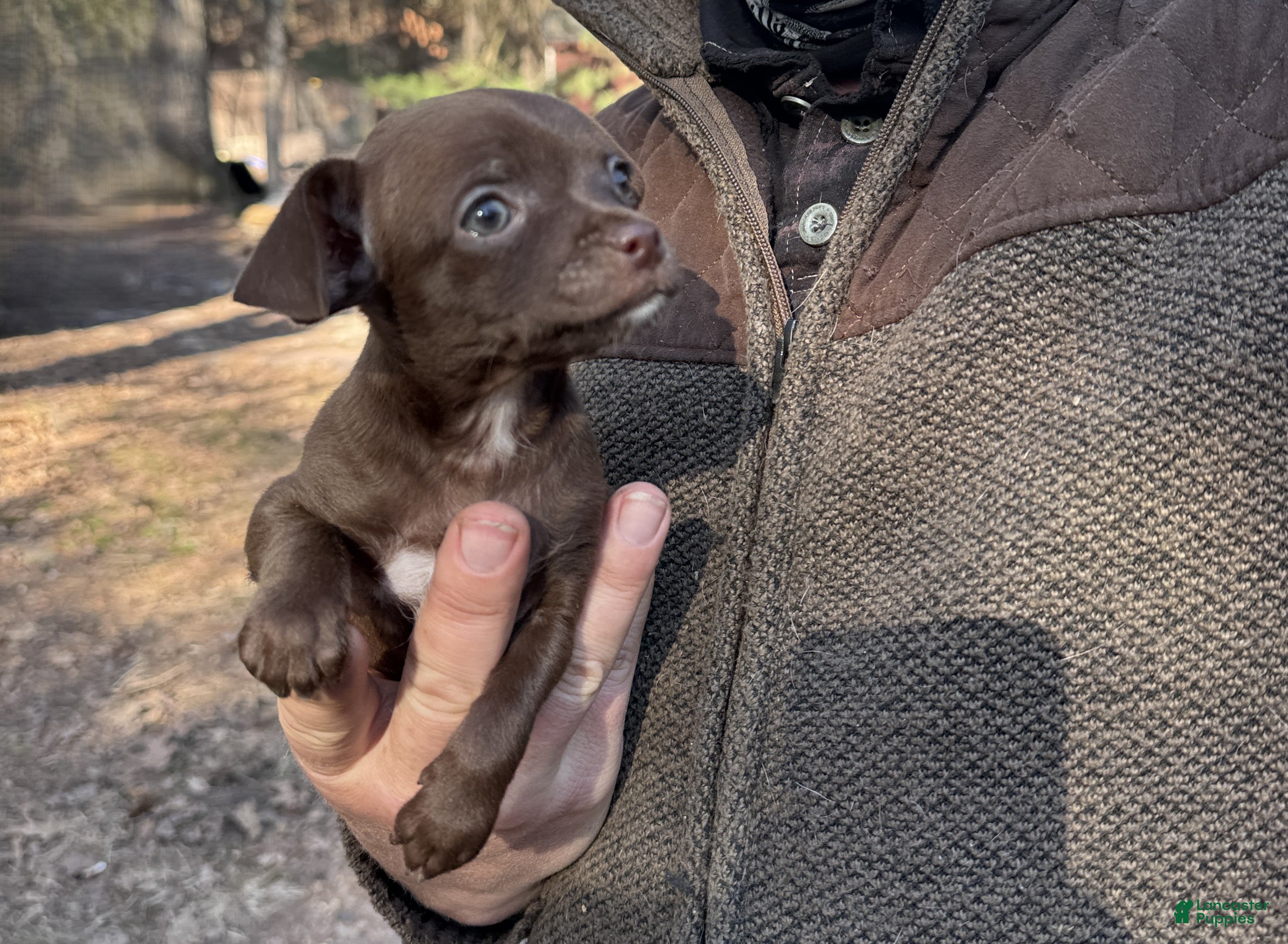 Chihuahua dogs Hershey Jr  - Ad 1