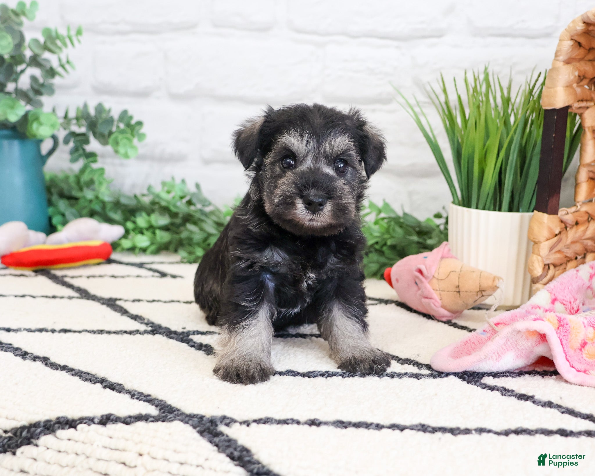 Miniature Schnauzer dogs Hannah - Ad 31