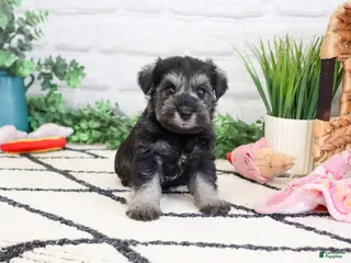 Miniature Schnauzer dogs Hannah - Ad 31