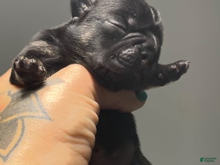 French Bulldog dogs - Ad 16