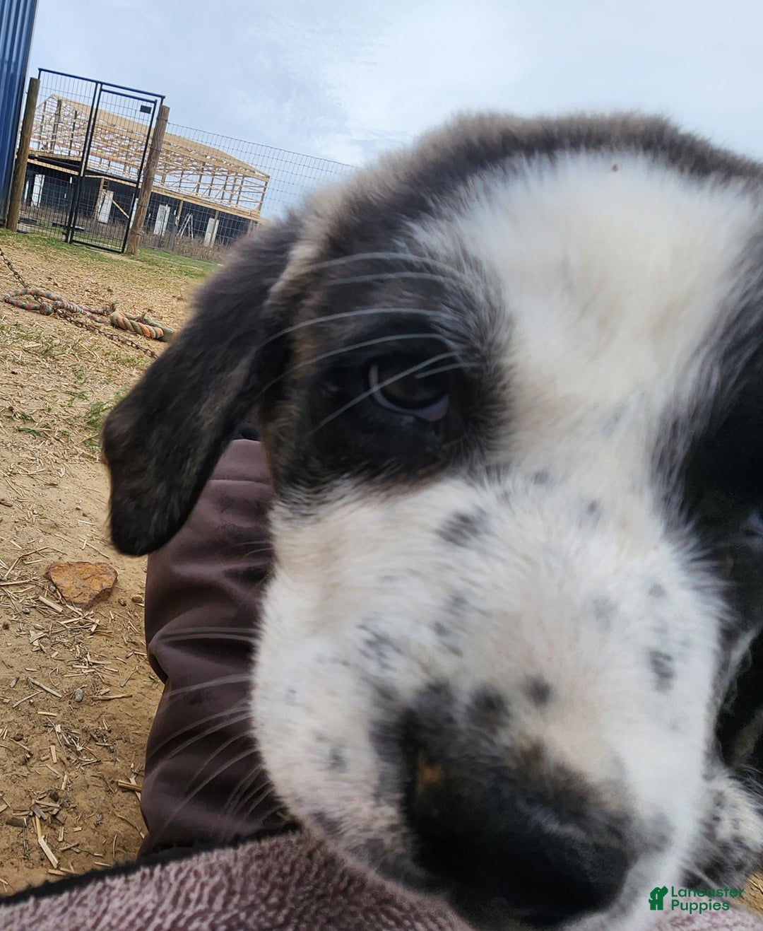 Anatolian Shepherd dogs for sale: AKC Blue 2025 M2 ASD puppy - Ad 23