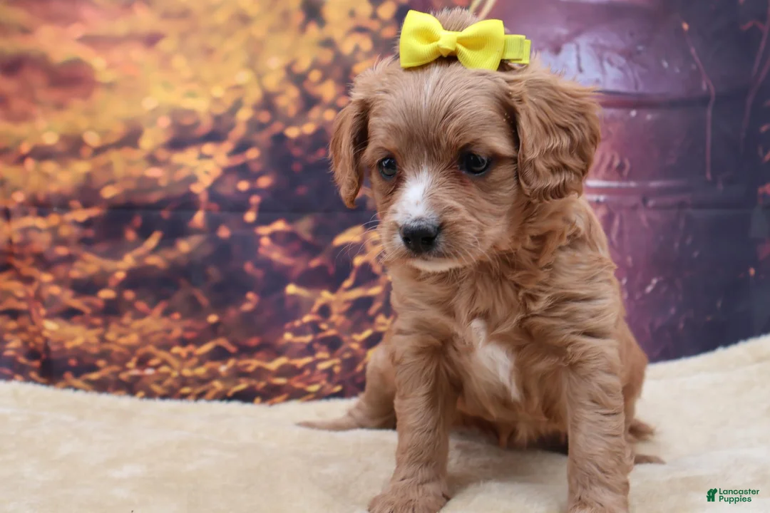Mixed Breed dogs for sale: Poppy - Ad 1