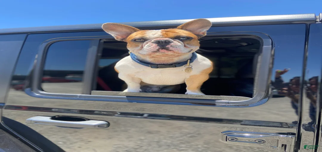 Gallery Image {{count}}