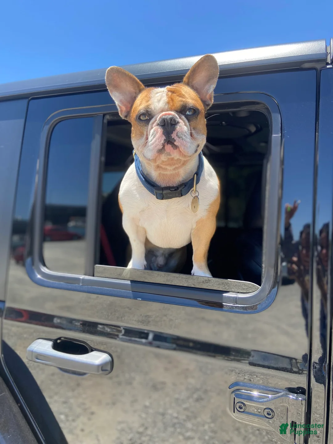 Gallery Image {{count}}