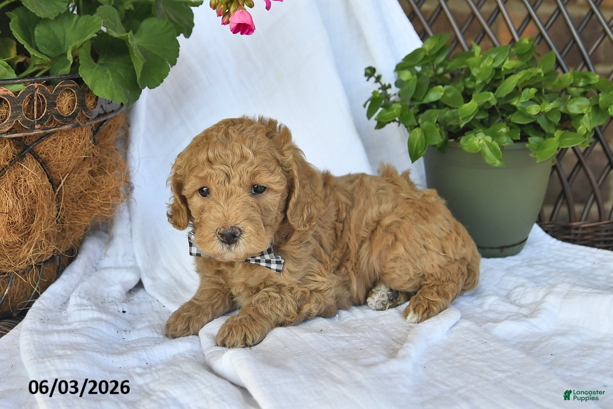 Mini Goldendoodle dogs for sale: Mimi - Ad 5