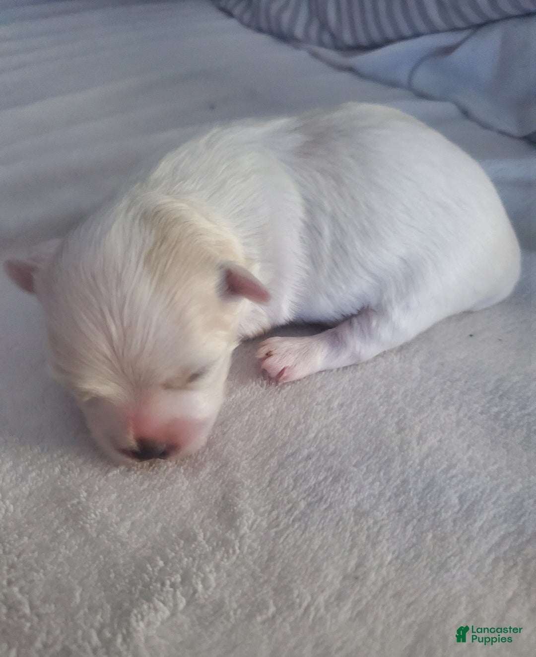 Maltese dogs Moses - Ad 22