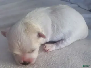 Maltese dogs Moses - Ad 22