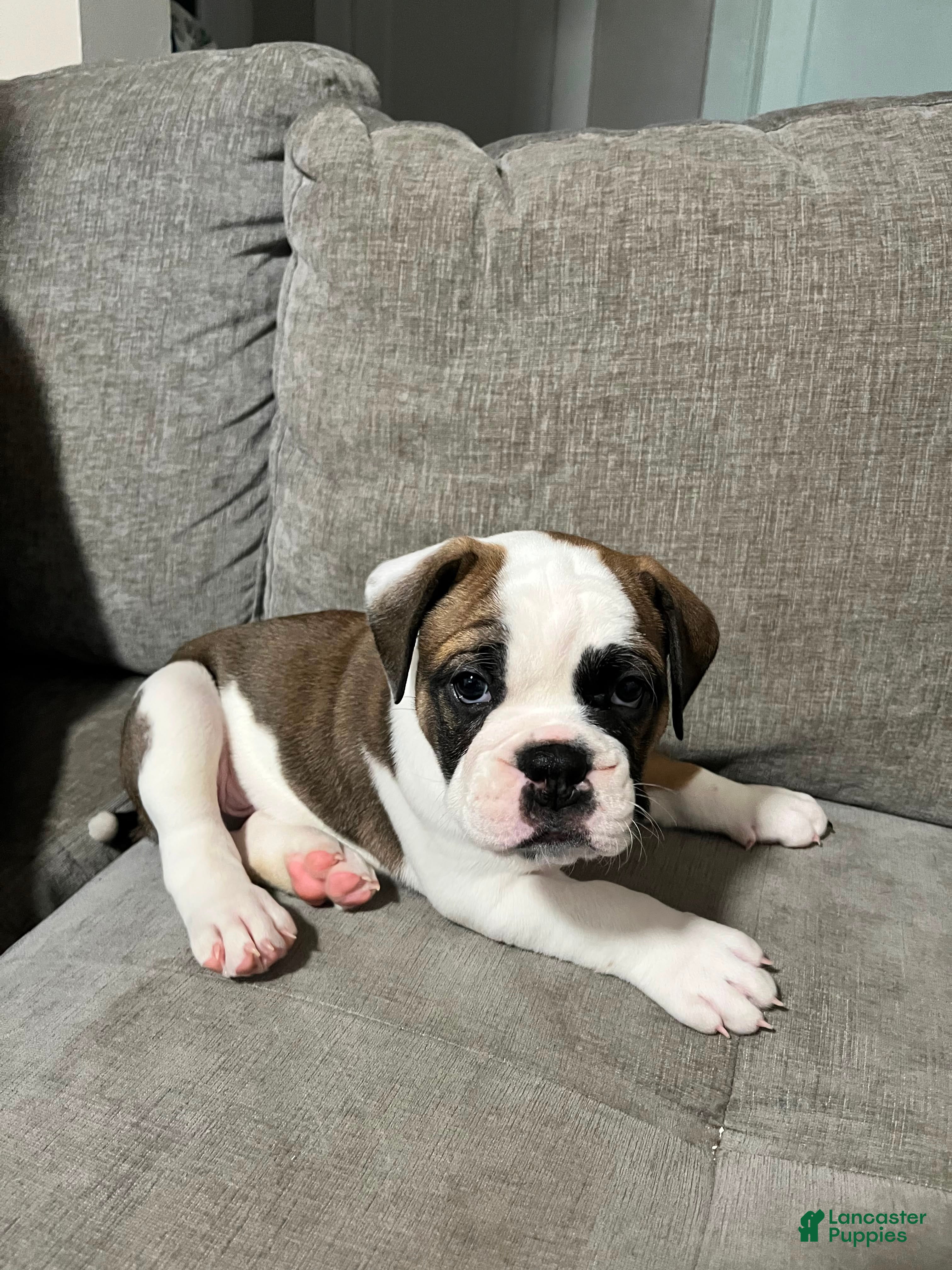 Mixed Breed dogs Gordo - Ad 4