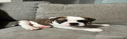 Mixed Breed dogs for sale: Gordo - Ad 1