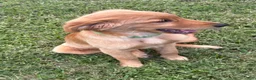 Golden Retriever dogs for sale: Charlie - Ad 6