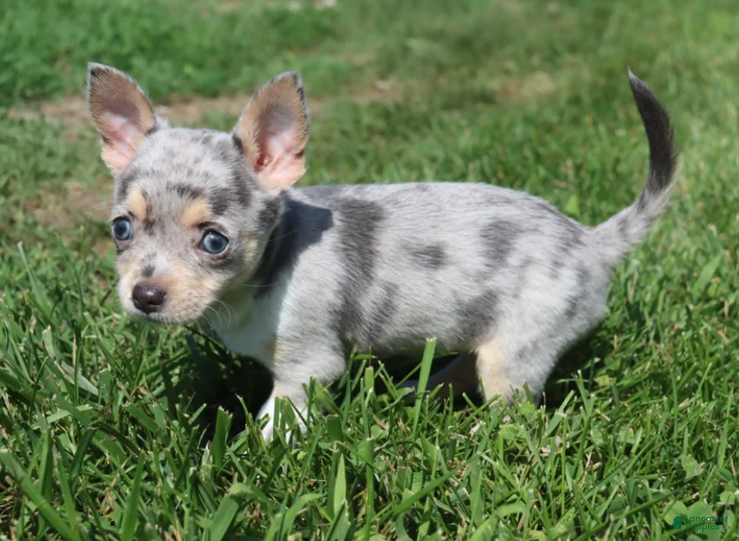 Chihuahua dogs for sale: Chihuahua 1 - Ad 1