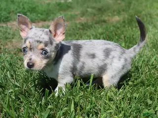 Chihuahua dogs Chihuahua 1 - Ad 18