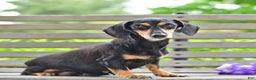 Miniature Dachshund dogs for sale: Luca - Ad 7