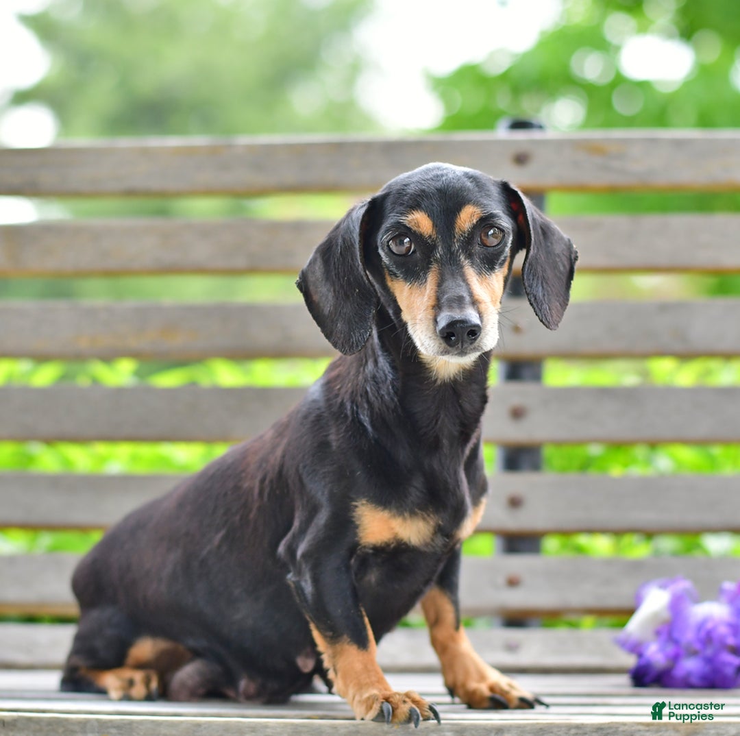 Miniature Dachshund dogs for sale: Luca - Ad 7