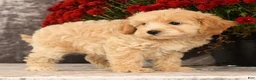 Havapoo dogs for sale: Rachel - Ad 9
