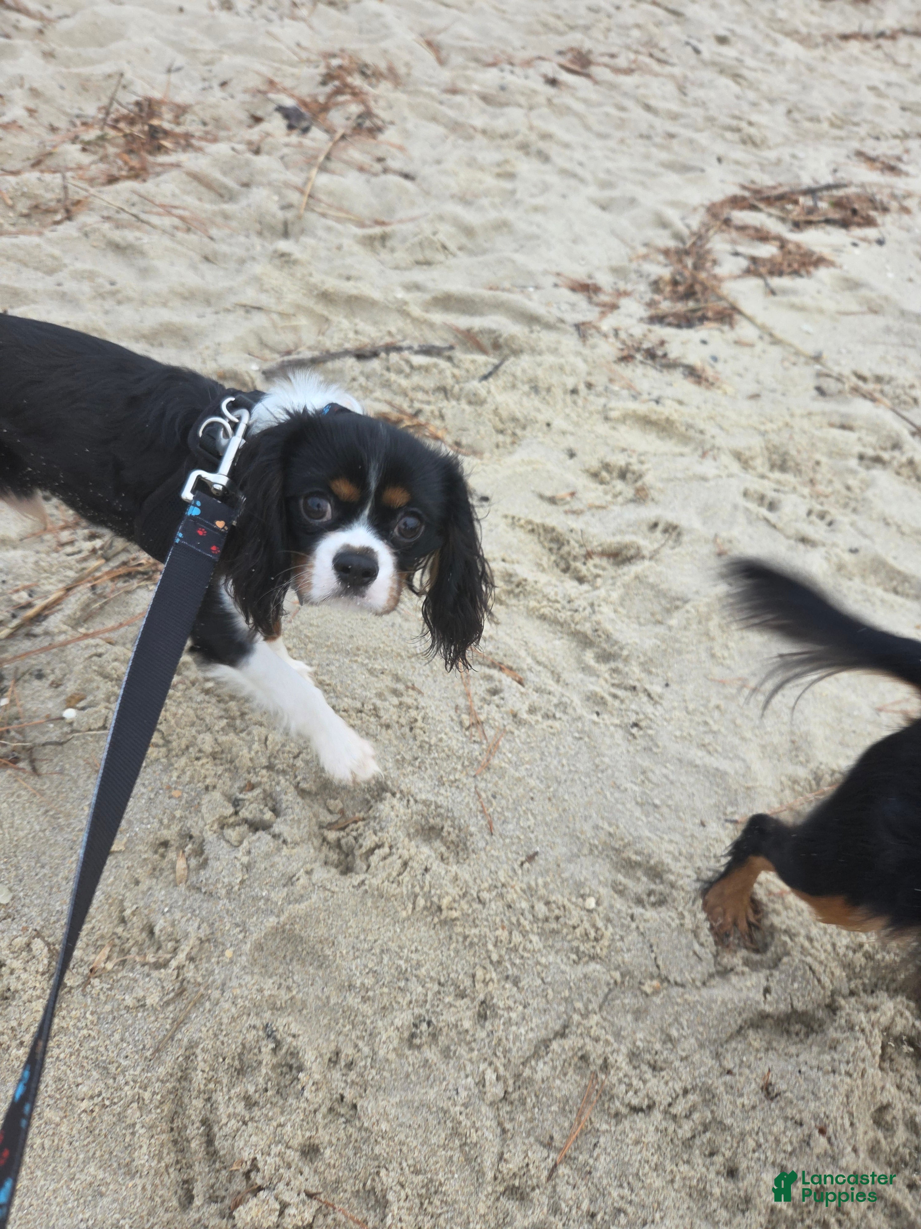 Cavalier King Charles Spaniel dogs Cavalier King Charles Spaniel 1 - Ad 8