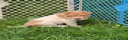Shar Pei dogs for sale: Leo lilac flower brush mini - Ad 8