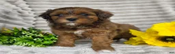 Shihpoo dogs for sale: Carli - Ad 2