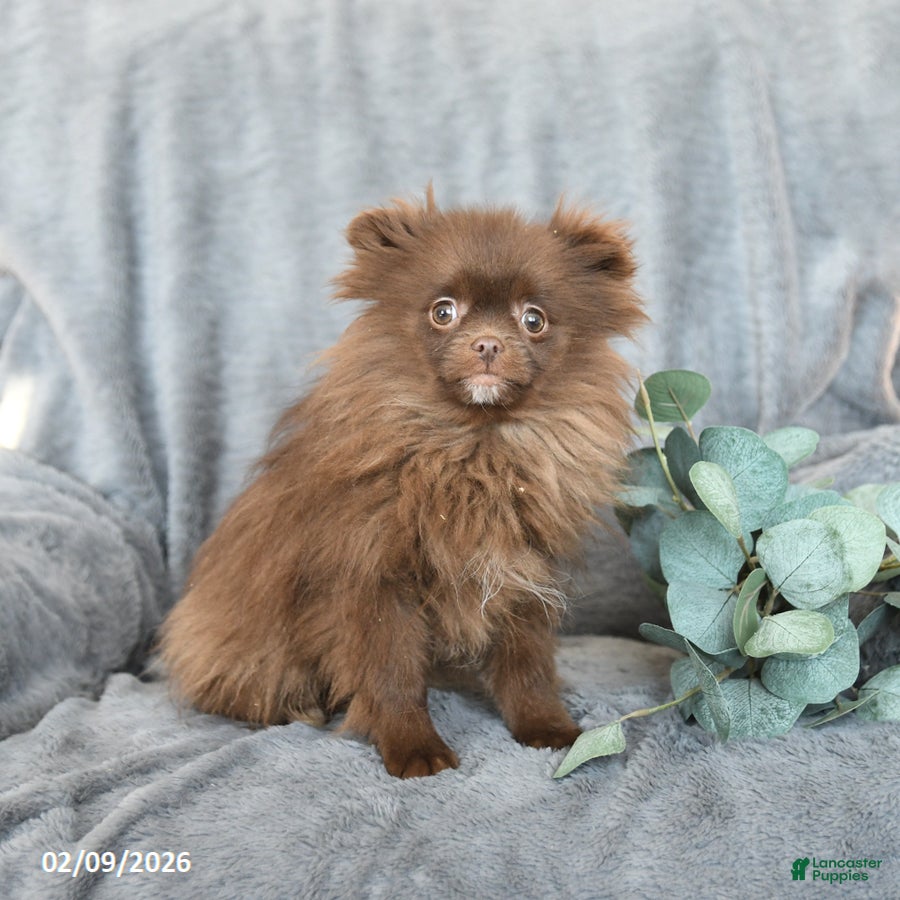 Pomeranian dogs Tim - Ad 2