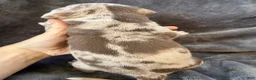 American Bully dogs for sale: Lindy - Ad 9
