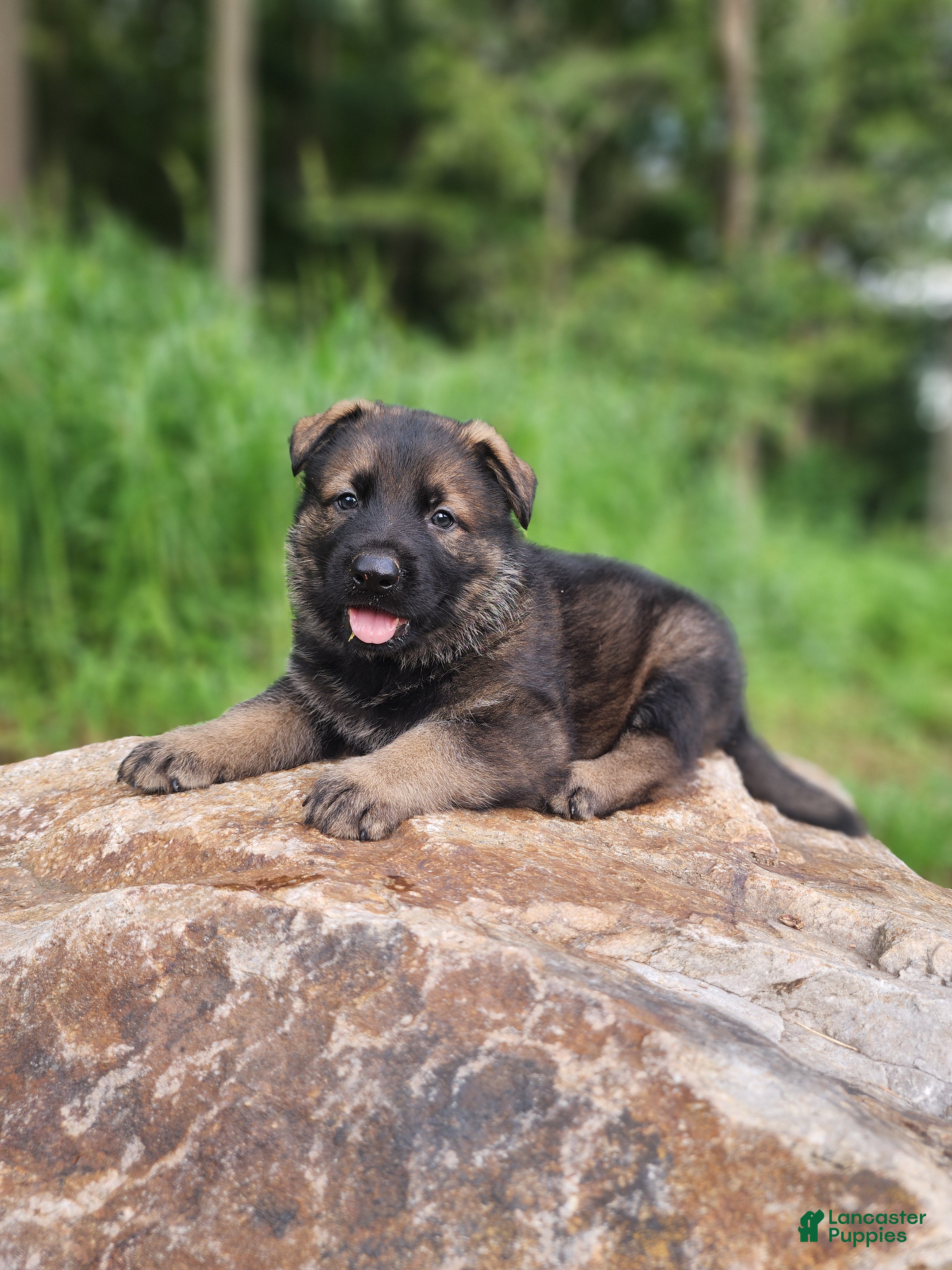 German Shepherd dogs  Tracker - Ad 1