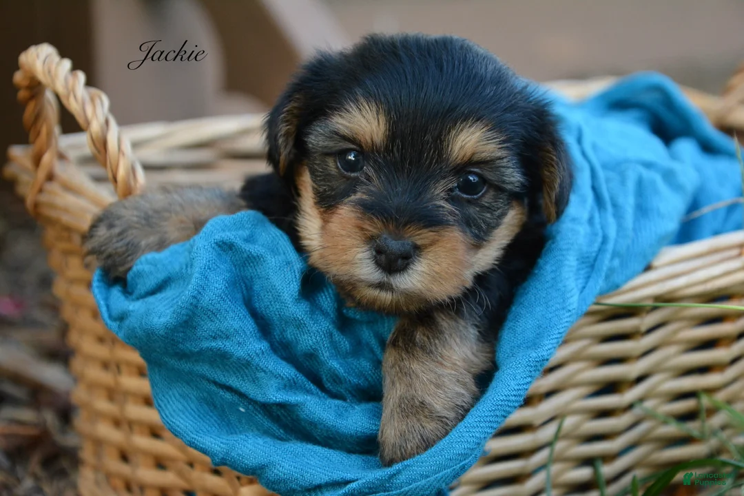 Yorkshire Terrier dogs for sale: Jackie - Ad 2