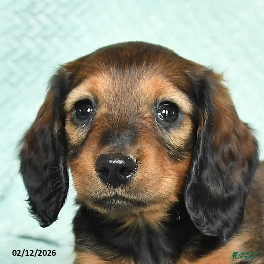 Miniature Dachshund dogs for sale: Drake - Ad 3